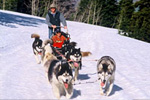Dog Sledding