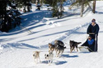 Dog Sledding 