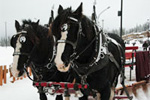 Horse Drawn Sleigh Rides